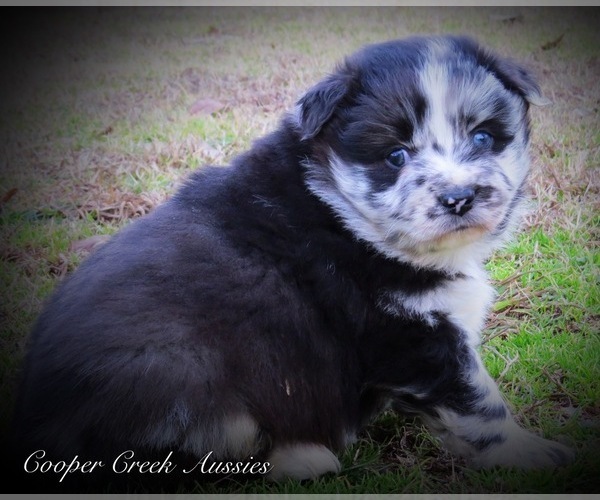 Medium Photo #5 Miniature Australian Shepherd Puppy For Sale in SMITHVILLE, AR, USA
