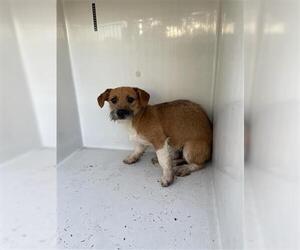 Toy Rat Doxie Dogs for adoption in Houston, TX, USA