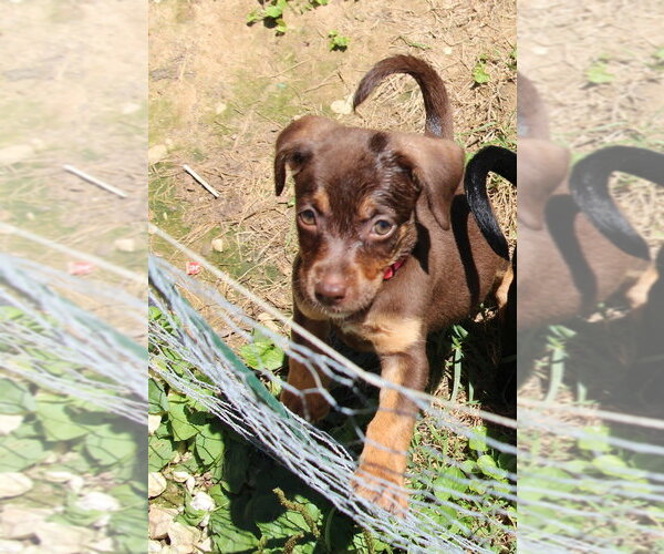 Medium Photo #5 Doxle Puppy For Sale in Aurora, IN, USA