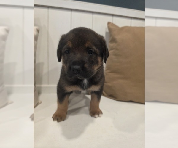 Medium Photo #3 Anatolian Shepherd-English Mastweiler Mix Puppy For Sale in IRWIN, PA, USA