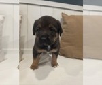 Small #2 Anatolian Shepherd-English Mastweiler Mix