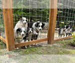 Small Photo #10 Border Collie Puppy For Sale in MOSIER, OR, USA