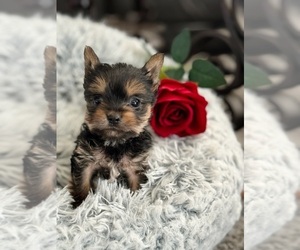 Yorkshire Terrier Puppy for Sale in PALMDALE, California USA