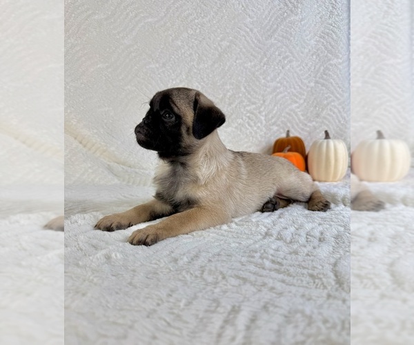 Medium Photo #4 Pug Puppy For Sale in GREENFIELD, IN, USA