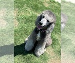 Small Photo #1 Poodle (Standard) Puppy For Sale in INDIAN LAND, SC, USA