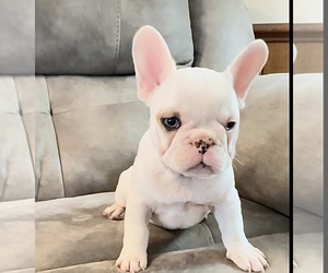 French Bulldog Puppy for Sale in SMITHFIELD, North Carolina USA
