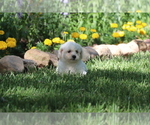 Small #1 Bichon Frise