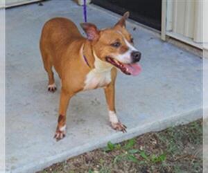 Staffordshire Bull Terrier Dogs for adoption in Temple, TX, USA
