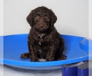 Labradoodle-Poodle (Standard) Mix Puppy for sale in FREDERICKSBG, OH, USA