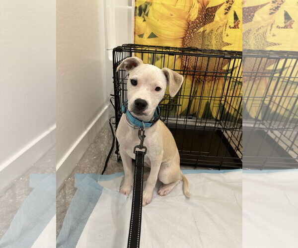 Medium Photo #6 Labrador Retriever-Unknown Mix Puppy For Sale in Chandler, AZ, USA