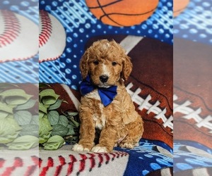 Goldendoodle (Miniature) Puppy for sale in QUARRYVILLE, PA, USA