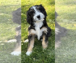 Miniature Bernedoodle Puppy for sale in LONGMONT, CO, USA