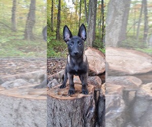 Belgian Malinois Puppy for sale in MAYVILLE, MI, USA