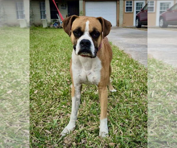 Medium Photo #3 Boxer Puppy For Sale in Dumont, NJ, USA