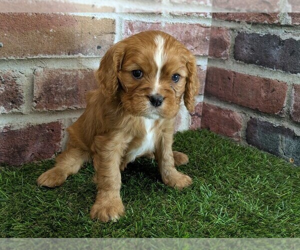 Medium Photo #1 Cavalier King Charles Spaniel Puppy For Sale in MOBERLY, MO, USA
