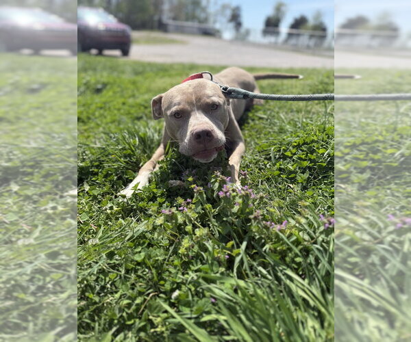 Medium Photo #11 Mutt Puppy For Sale in Evansville, IN, USA