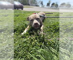 Small #10 Mutt