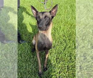 Mutt Dogs for adoption in Rosenberg, TX, USA