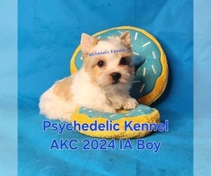 Yorkshire Terrier Puppy for Sale in DECATUR, Georgia USA