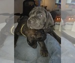 Small #31 Cane Corso