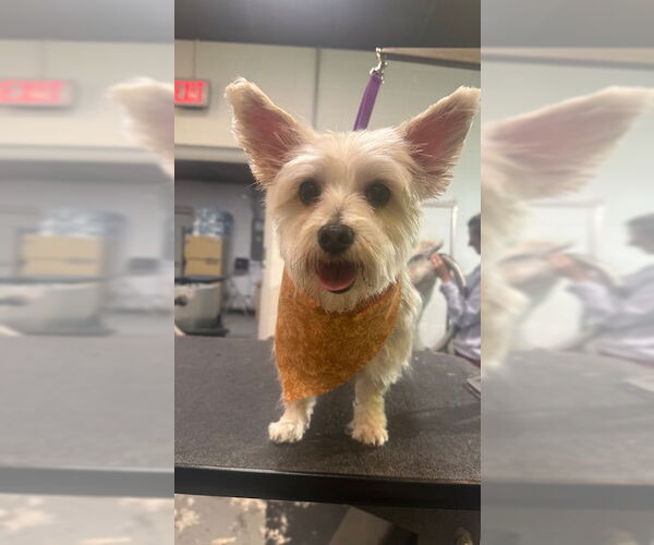 Medium Photo #1 Maltese-Unknown Mix Puppy For Sale in Holland, MI, USA