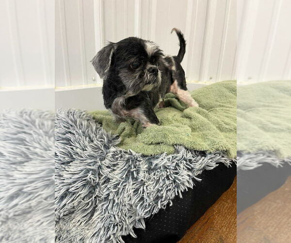 Medium Photo #1 Shih Tzu Puppy For Sale in Osgood, IN, USA
