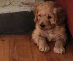 Small Photo #2 Labradoodle Puppy For Sale in VIENNA, IL, USA