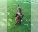 Small Photo #10 Holland Shepherd-Plott Hound Mix Puppy For Sale in Woodland Hills, CA, USA