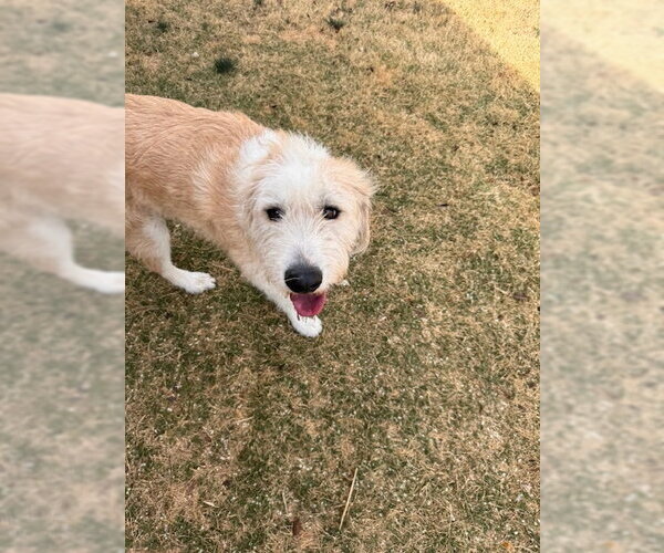 Medium Photo #5 Great Pyrenees-Old English Sheepdog Mix Puppy For Sale in MIDWAY, UT, USA