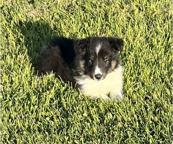 Medium Photo #17 Shetland Sheepdog Puppy For Sale in FORT MORGAN, CO, USA