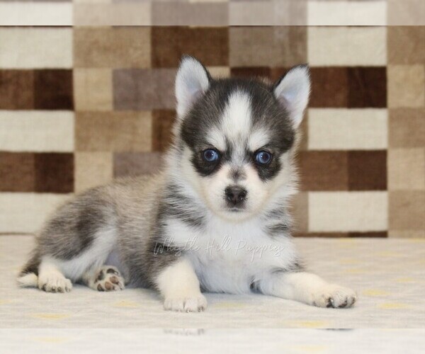 Medium Photo #2 Pomsky Puppy For Sale in DENVER, PA, USA
