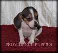 Small Photo #14 Beagle Puppy For Sale in COPPOCK, IA, USA