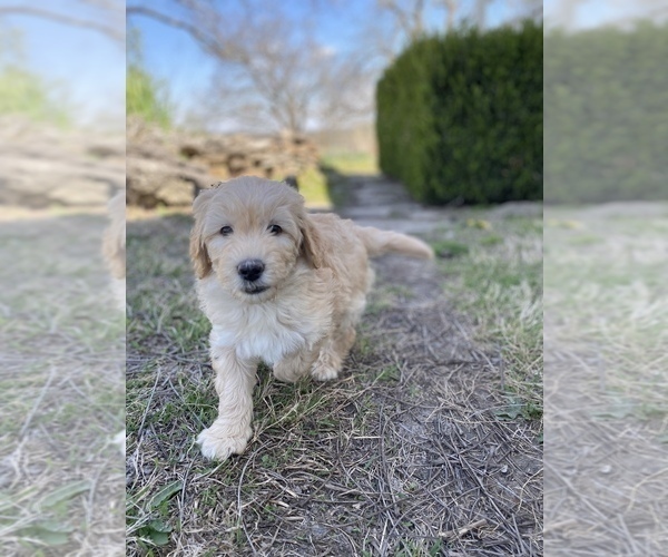 Medium Photo #3 Aussiedoodle Puppy For Sale in CONWAY, MO, USA