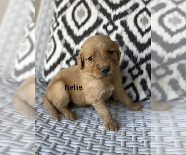Medium Photo #1 Golden Retriever Puppy For Sale in FORDLAND, MO, USA