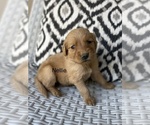 Small Photo #1 Golden Retriever Puppy For Sale in FORDLAND, MO, USA