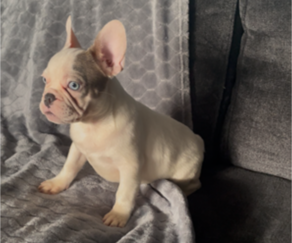 Medium Photo #3 French Bulldog Puppy For Sale in ANTIOCH, CA, USA