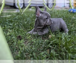 French Bulldog Litter for sale in KNOXVILLE, TN, USA