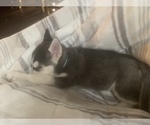 Small Photo #2 German Shepherd Dog-Siberian Husky Mix Puppy For Sale in FAIRMONT, WV, USA