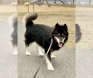 Father of the Alaskan Husky-Alaskan Malamute Mix puppies born on 03/25/2025