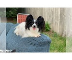 Small Photo #1 Papillon Puppy For Sale in MINNEAPOLIS, MN, USA