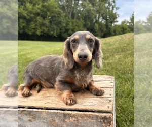 Father of the Dachshund puppies born on 06/23/2025