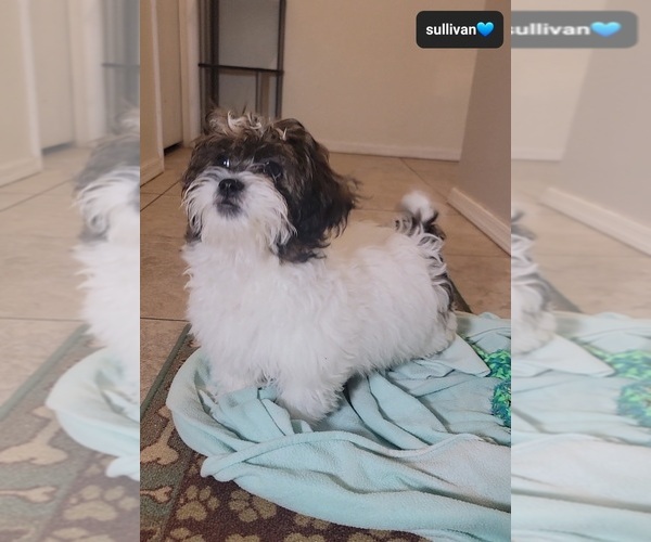 Medium Photo #2 ShihPoo Puppy For Sale in TUCSON, AZ, USA