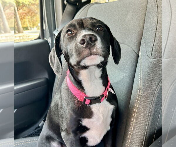 Medium Photo #1 Labrador Retriever-Unknown Mix Puppy For Sale in Mooresville, NC, USA