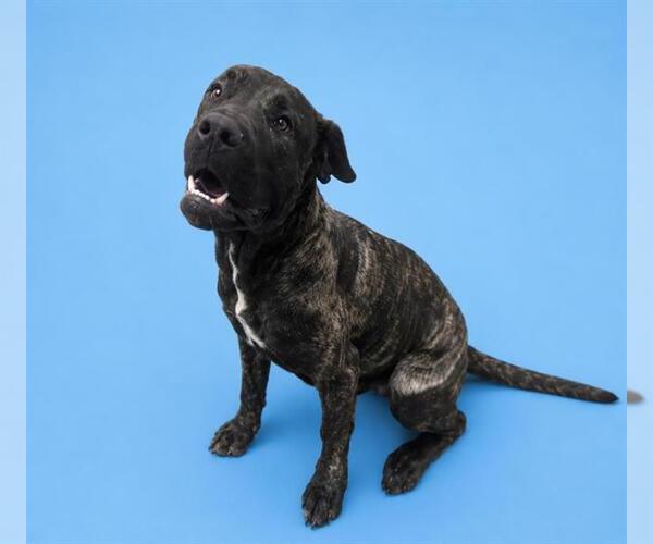 Medium Photo #1 Mutt Puppy For Sale in HESPERIA, CA, USA
