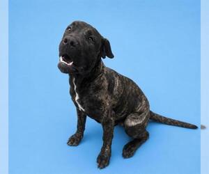 Mutt Dogs for adoption in HESPERIA, CA, USA