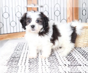 Zuchon Puppy for sale in NAPLES, FL, USA