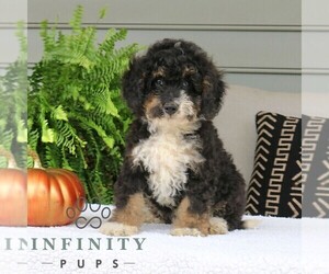 Bernedoodle (Miniature) Puppy for sale in EPHRATA, PA, USA