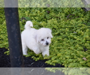 Bichpoo Puppy for sale in ELDORADO, OH, USA