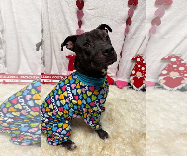 Medium Photo #11 American Pit Bull Terrier-Unknown Mix Puppy For Sale in Germantown, OH, USA