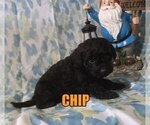 Small Photo #5 Poodle (Miniature) Puppy For Sale in jasper, AR, USA